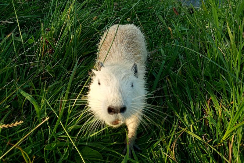 Ponad 80 nutrii w azylu w Rybniku. Miasto rozwija program odłowu zwierząt